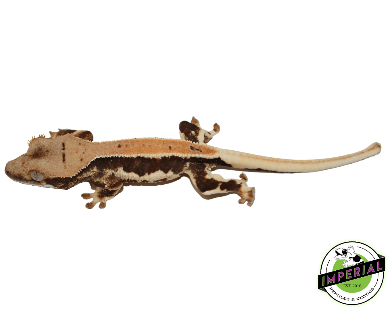 Lilly White Crested Gecko (#32923-03) — image 2