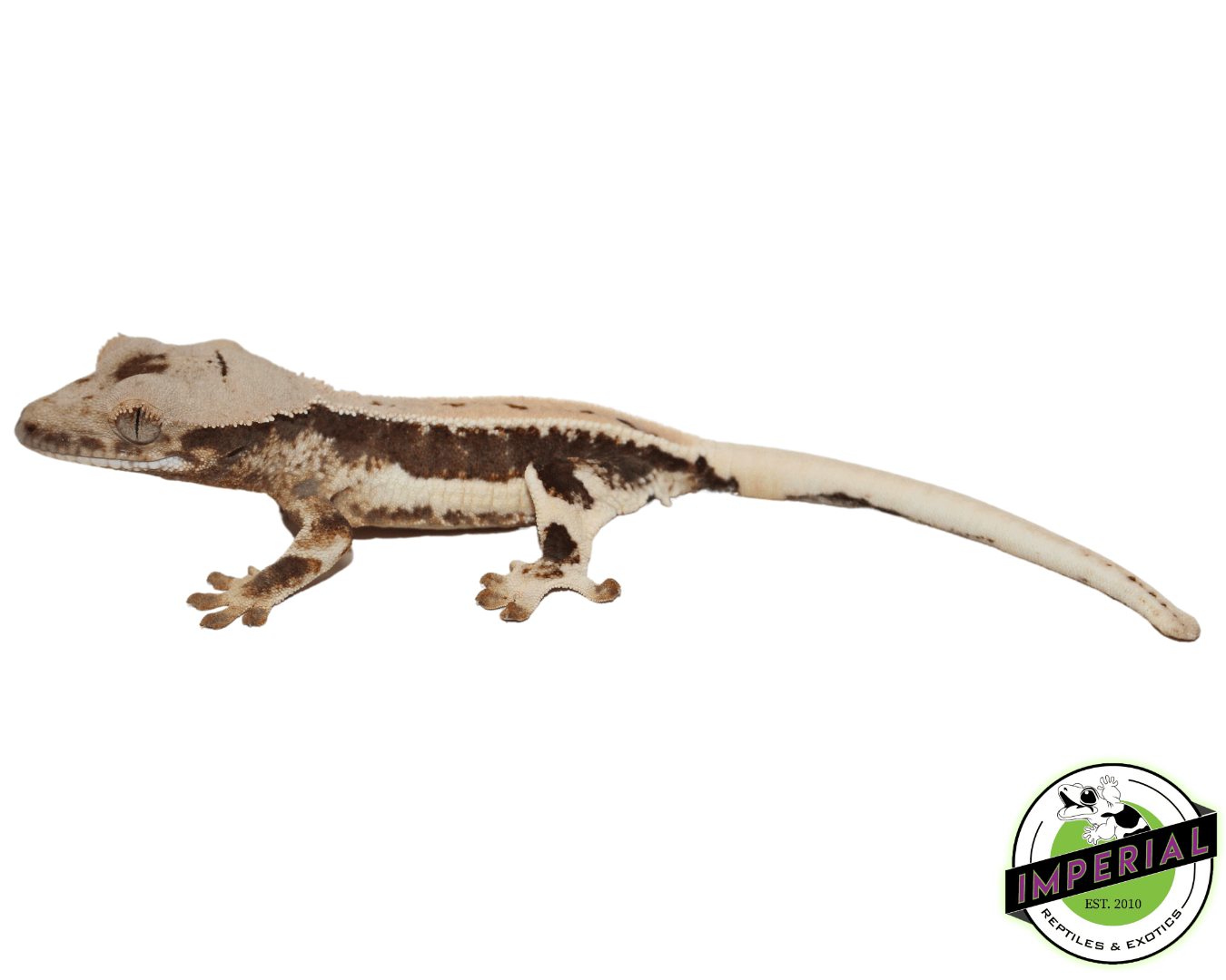 Lilly White Crested Gecko (#32923-03)