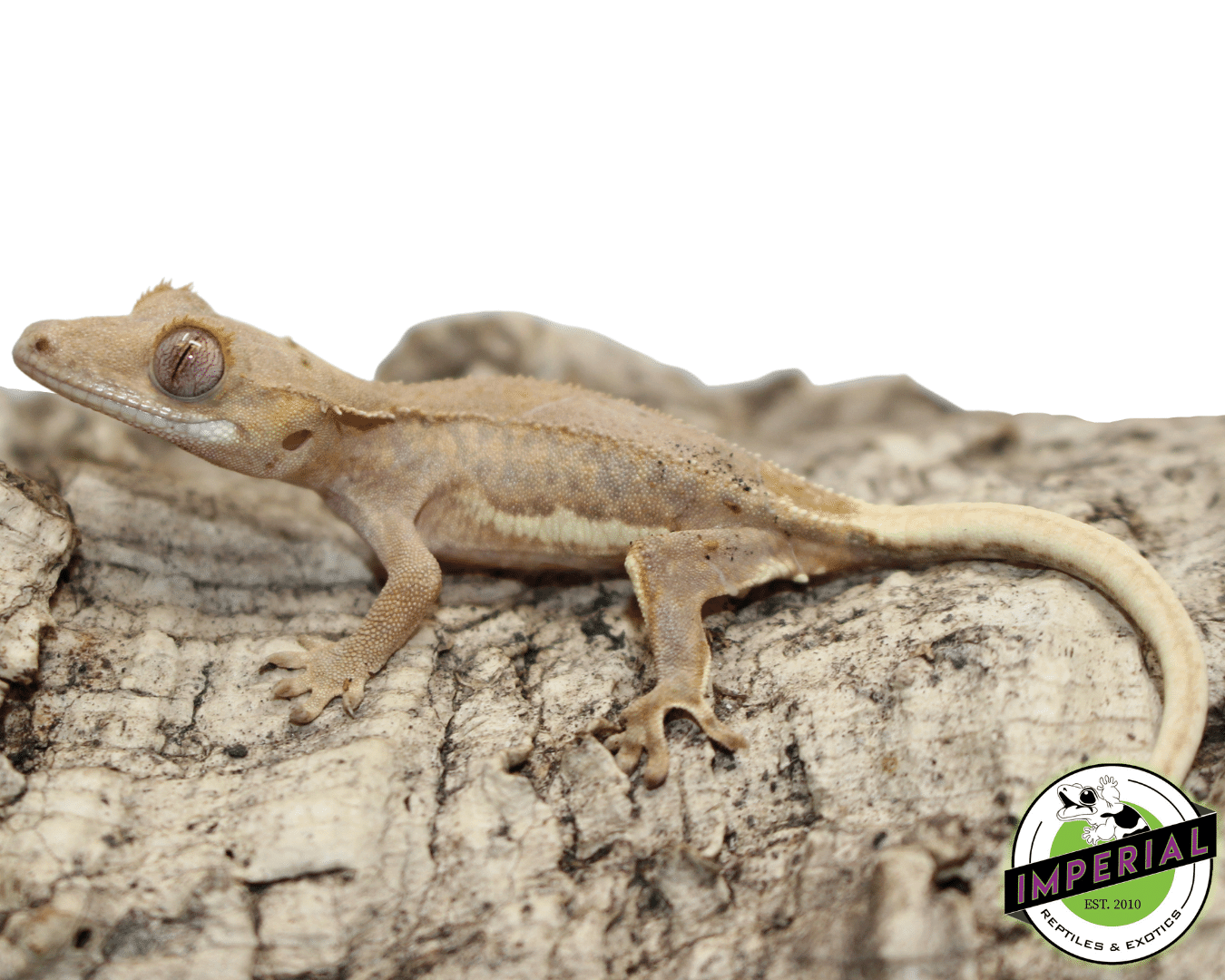 Lilly White Crested Gecko Male