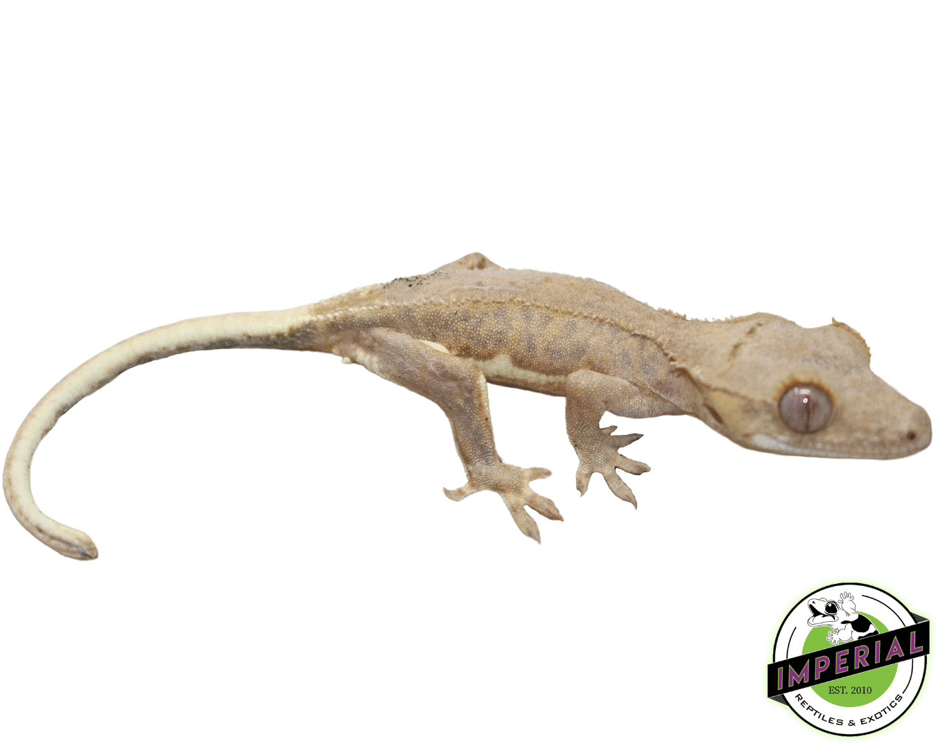 Lilly White Crested Gecko Male — image 2
