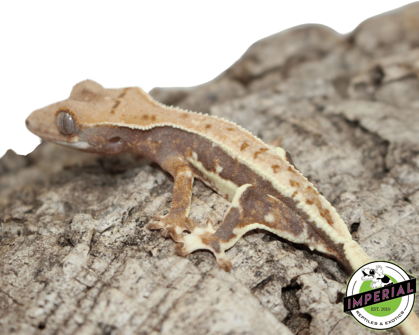 Lilly White Crested Gecko Male — image 3