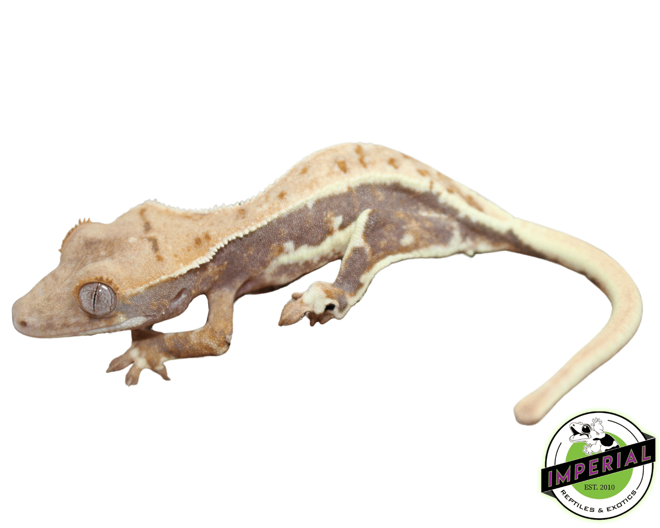 Lilly White Crested Gecko Male — image 2
