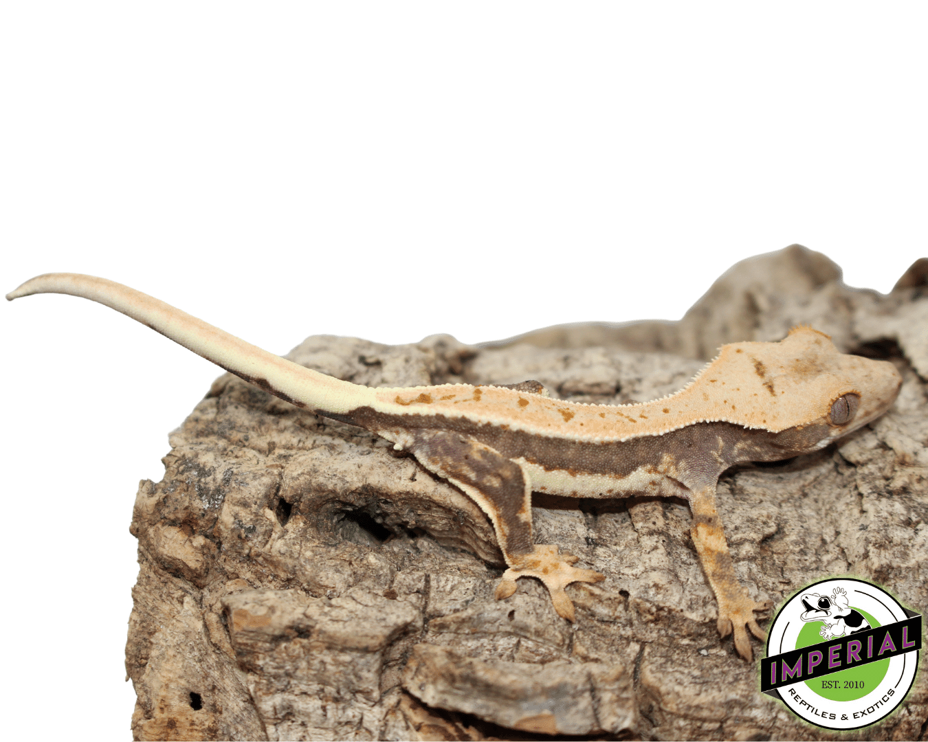 Lilly White Crested Gecko Male
