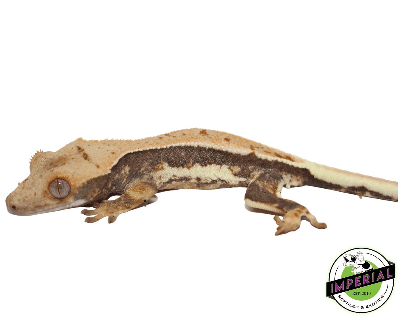 Lilly White Crested Gecko Male — image 2