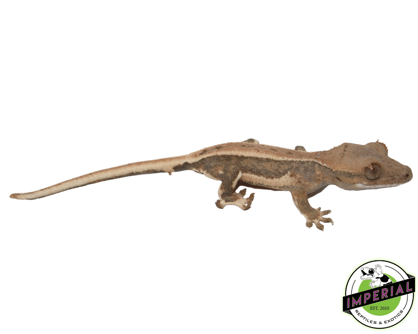 Lilly White Crested Gecko — image 2