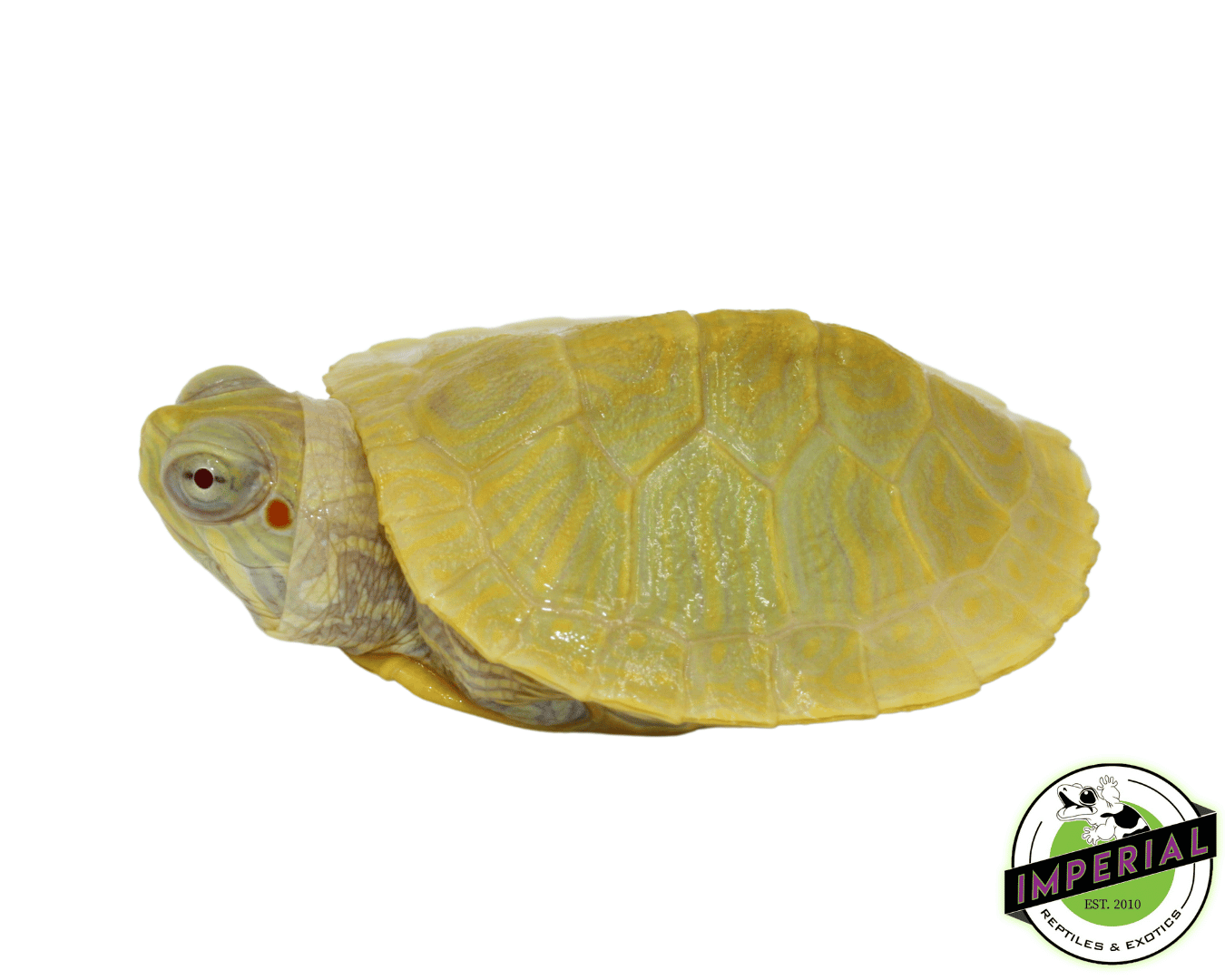 Lime Albino Red Ear Slider Turtle Baby