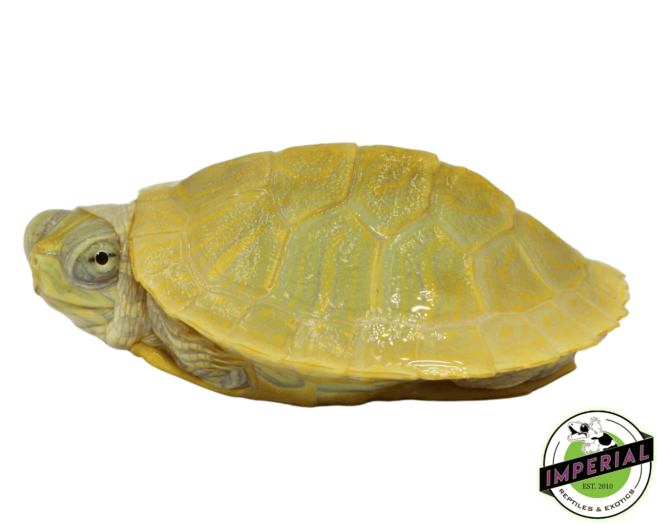 Lime Albino Red Ear Slider Turtle Baby — image 2