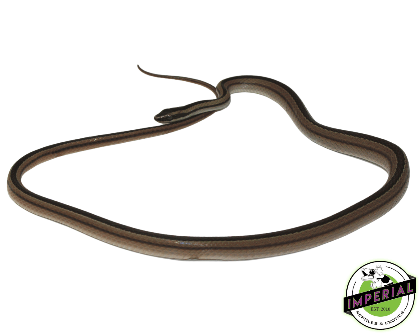Lined Ground Snake — image 2