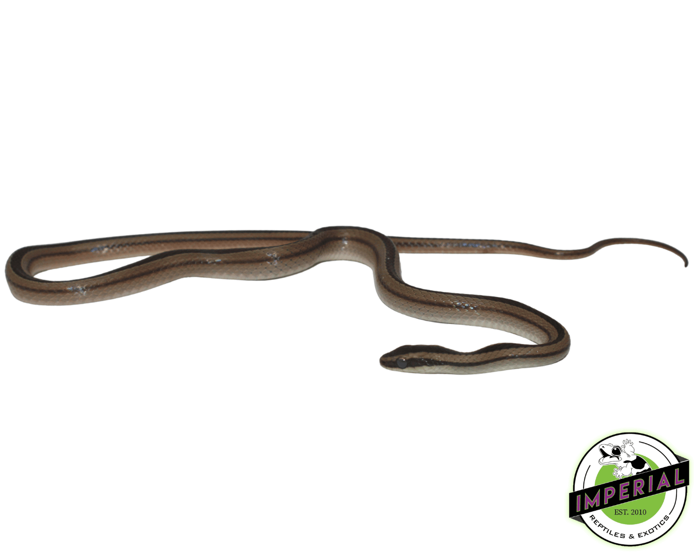 Lined Ground Snake