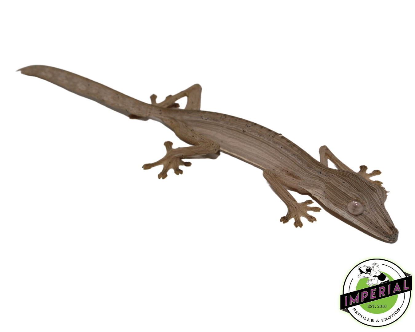 Lined Leaf Tail Gecko (Uroplatus lineatus) — image 2