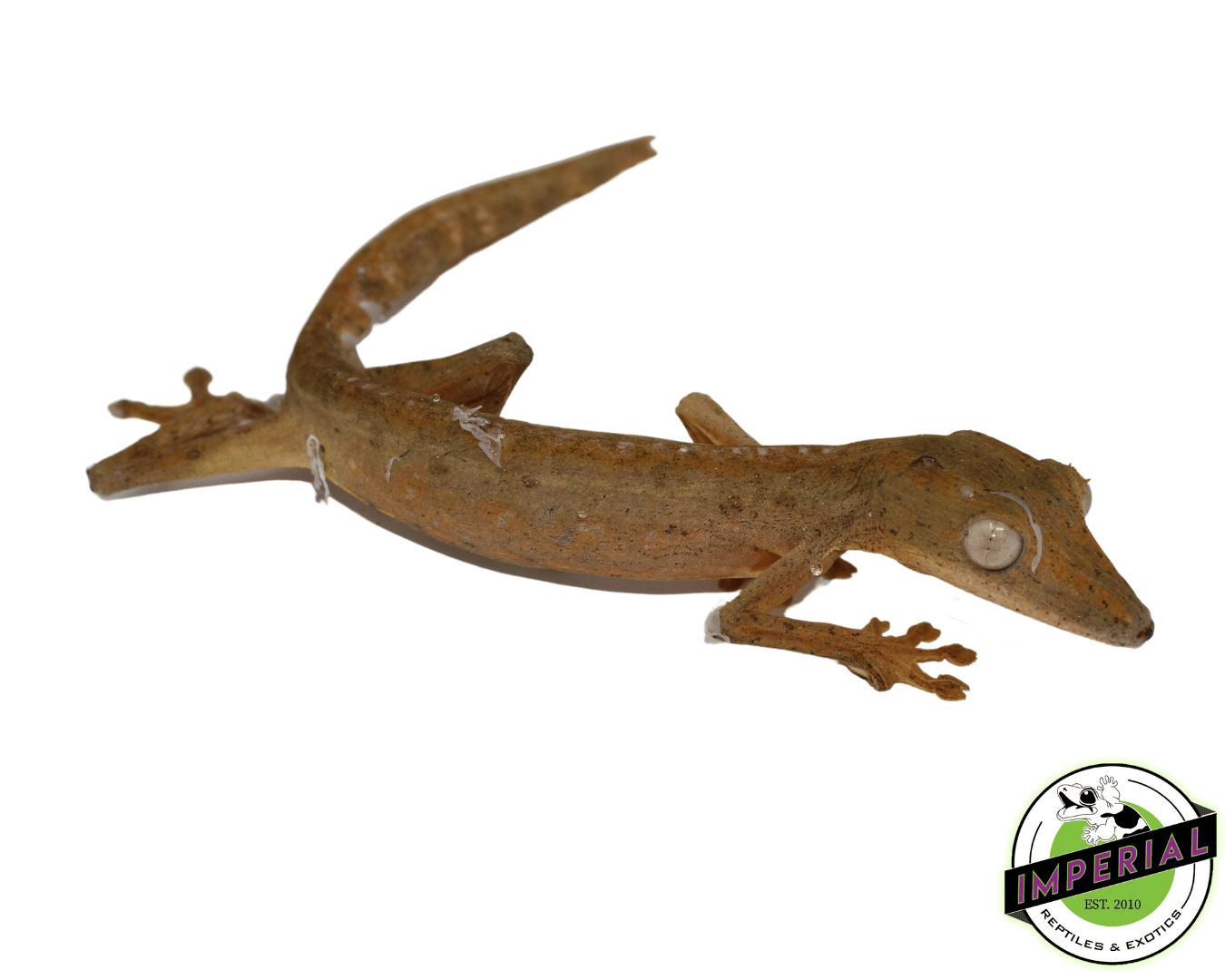 Lined Leaf Tail Gecko (Uroplatus lineatus)