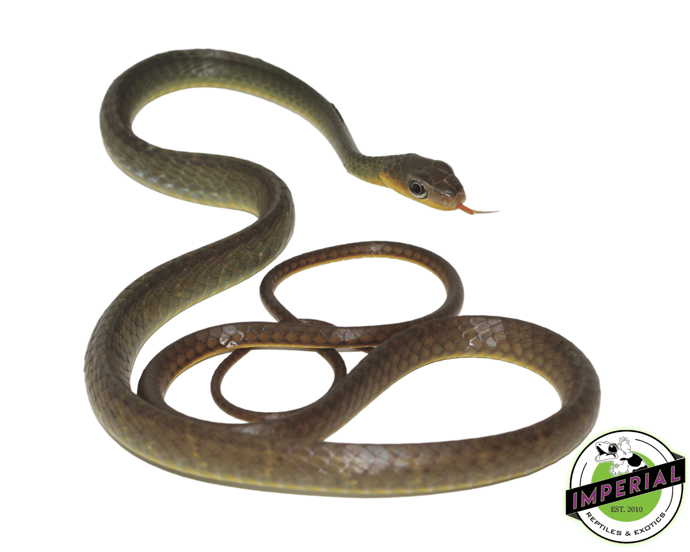 Long Tail Machete Snake Juvenile