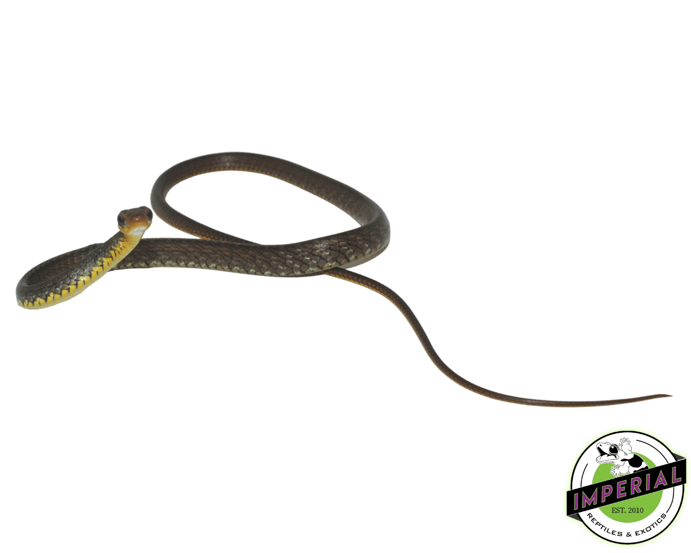 Machete Snake