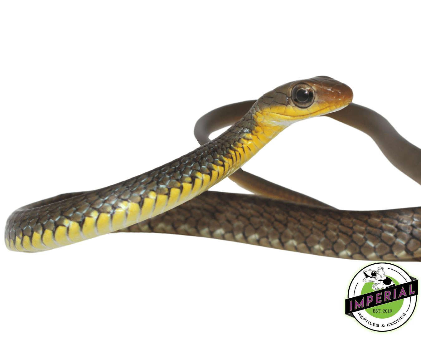 Machete Snake — image 2