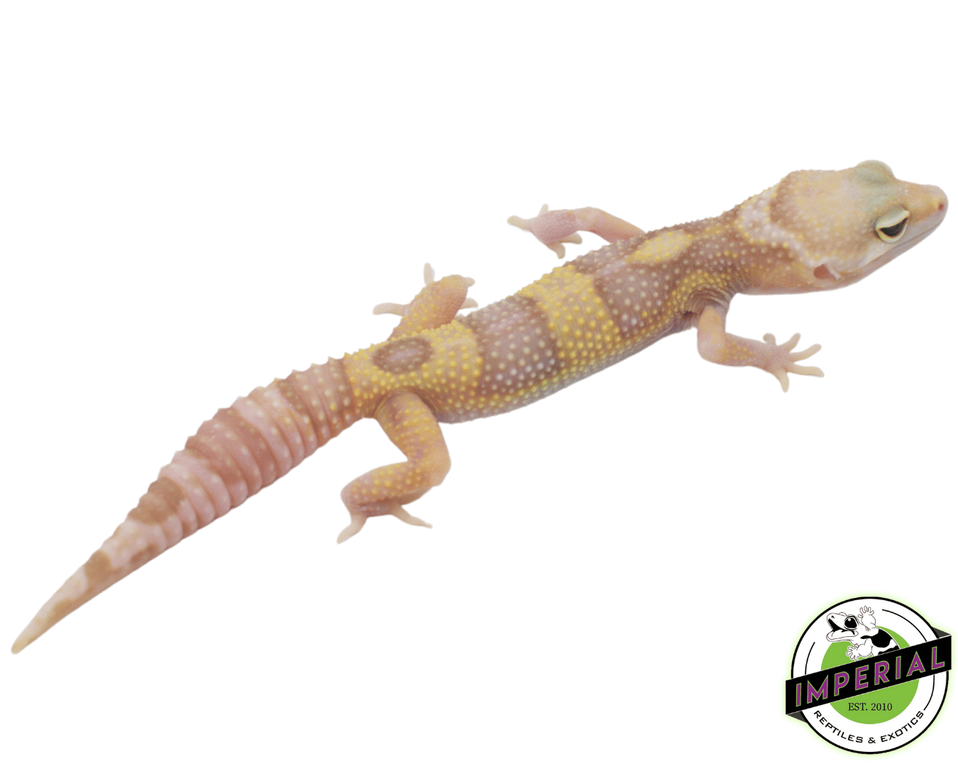 Mack Snow Albino Eclipse Leopard Gecko Adult — image 2