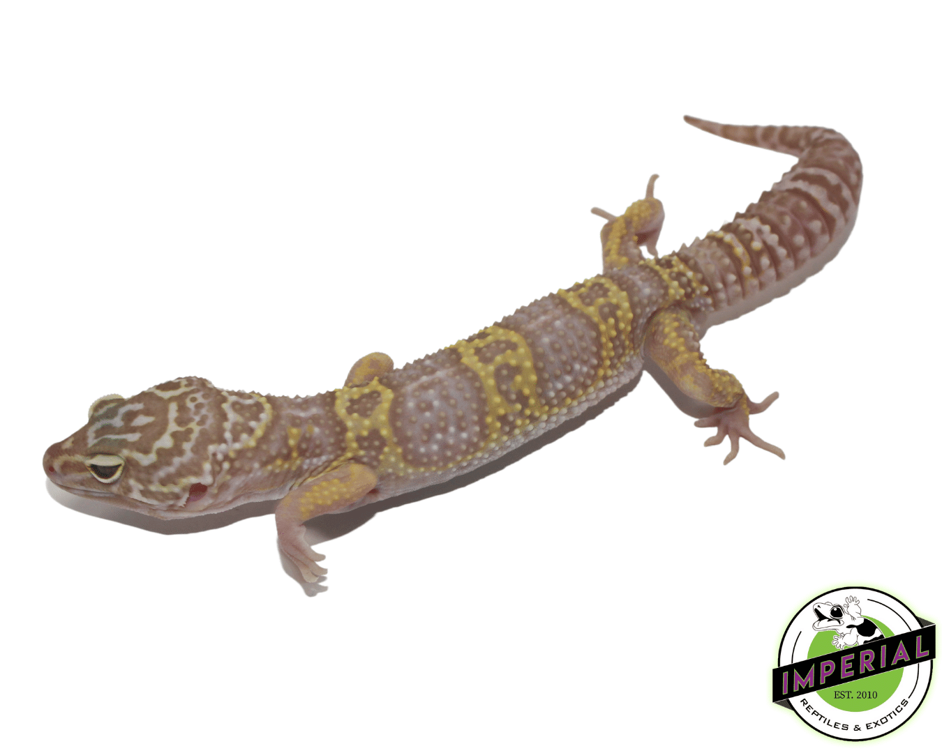 Mack Snow Albino Leopard Gecko Adult