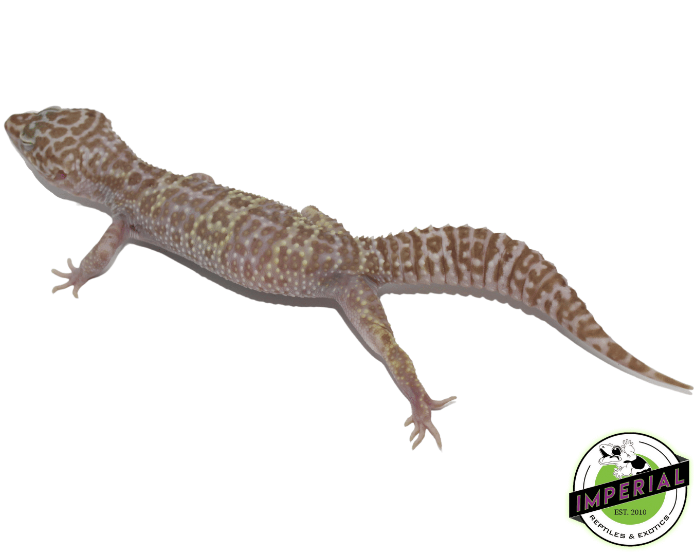Mack Snow Albino Leopard Gecko Adult — image 2