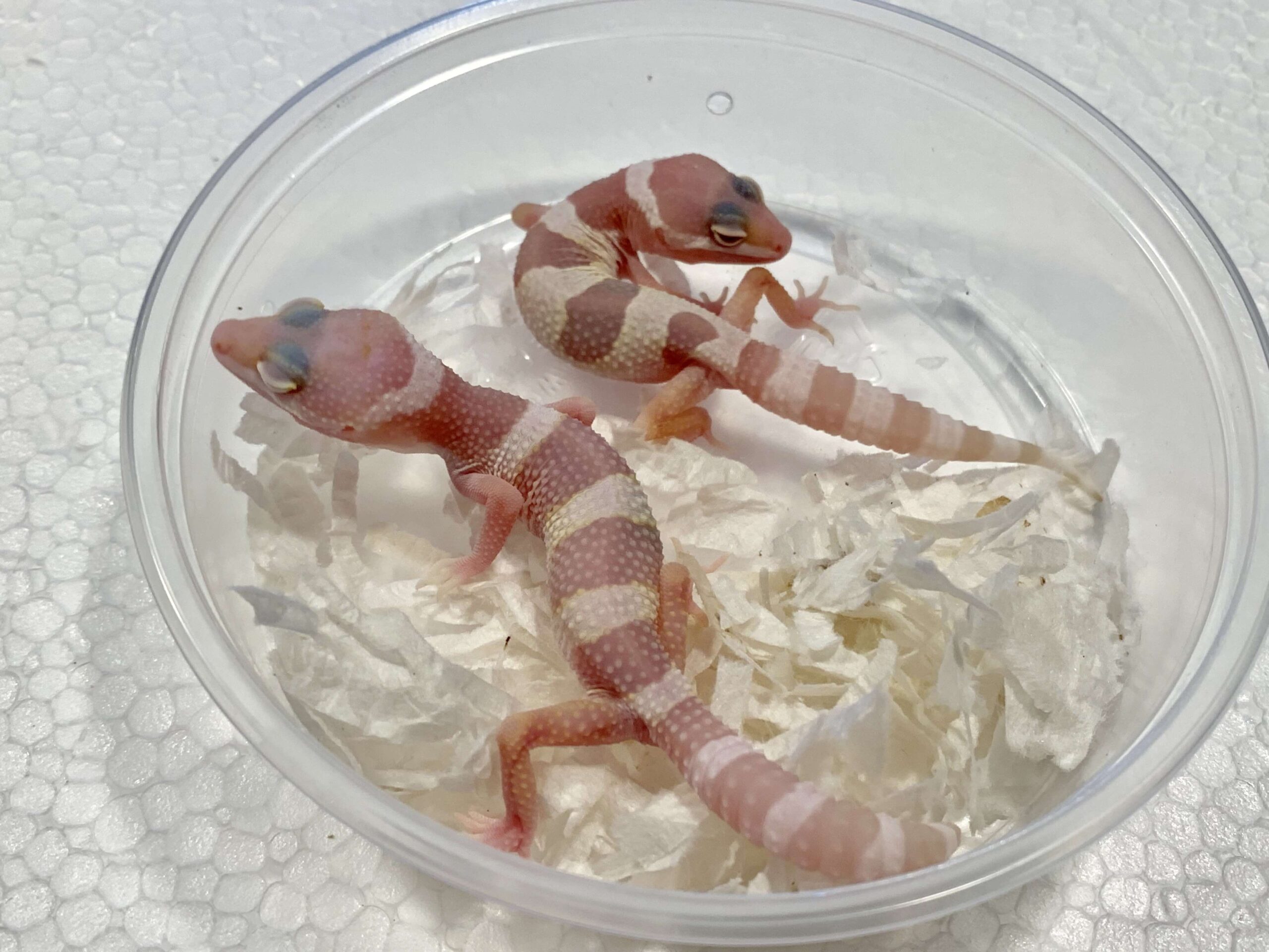 Mack Snow Albino Leopard Gecko Baby — image 2