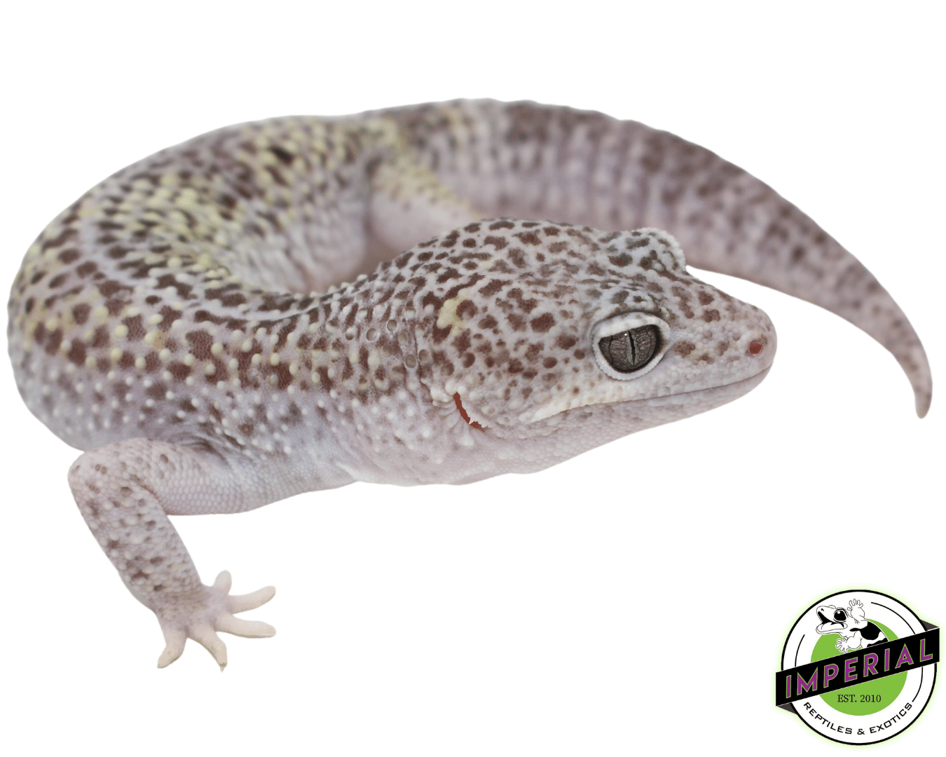 Mack Snow Jungle Leopard Gecko Adult — image 2