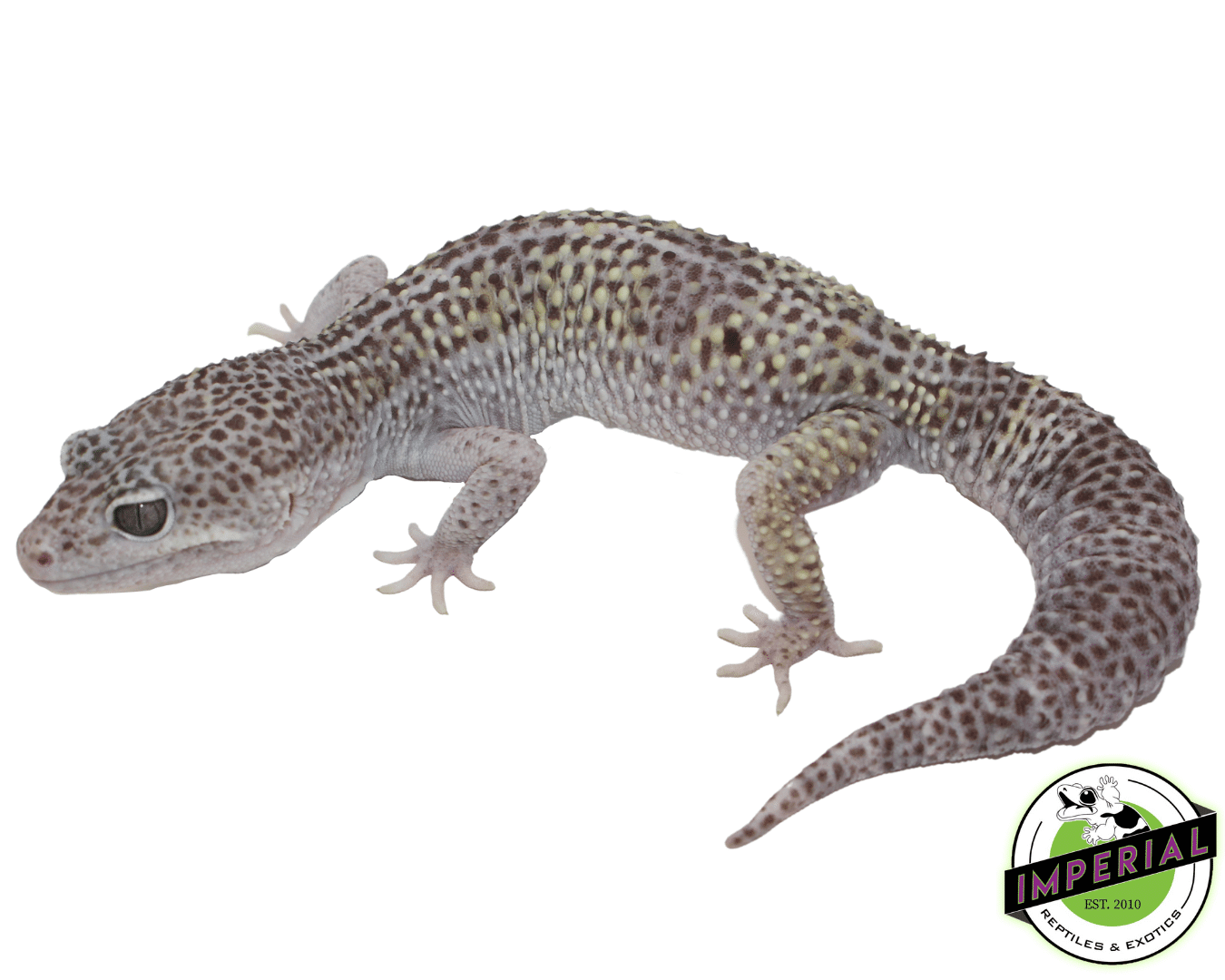 Mack Snow Jungle Leopard Gecko Adult