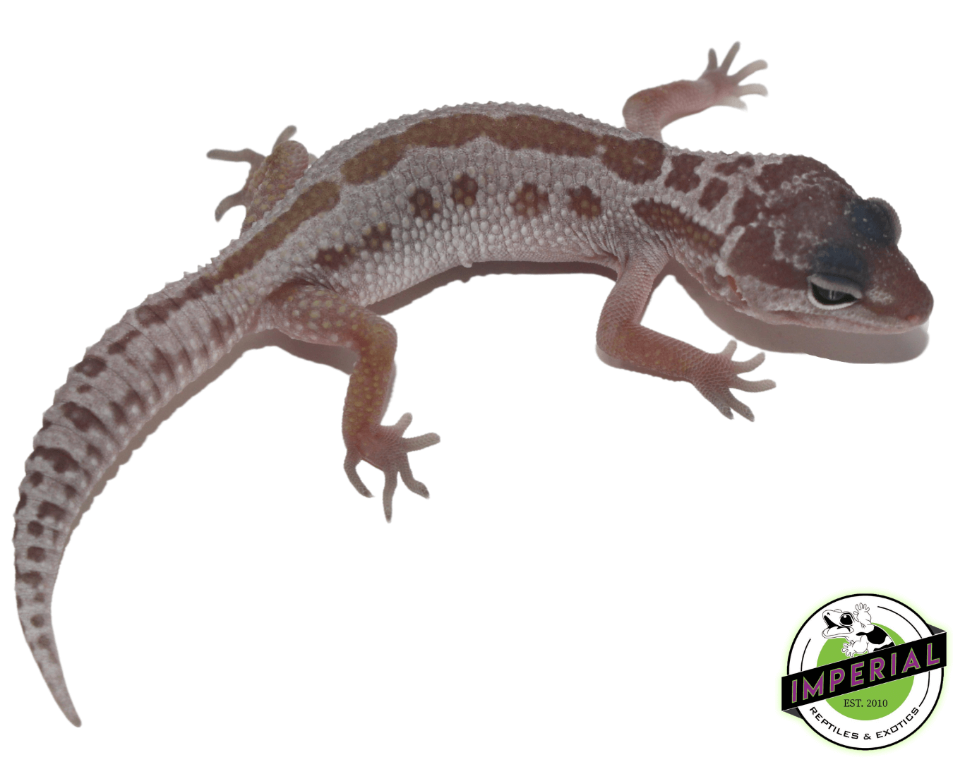 Mack Snow Leucistic Leopard Gecko Baby