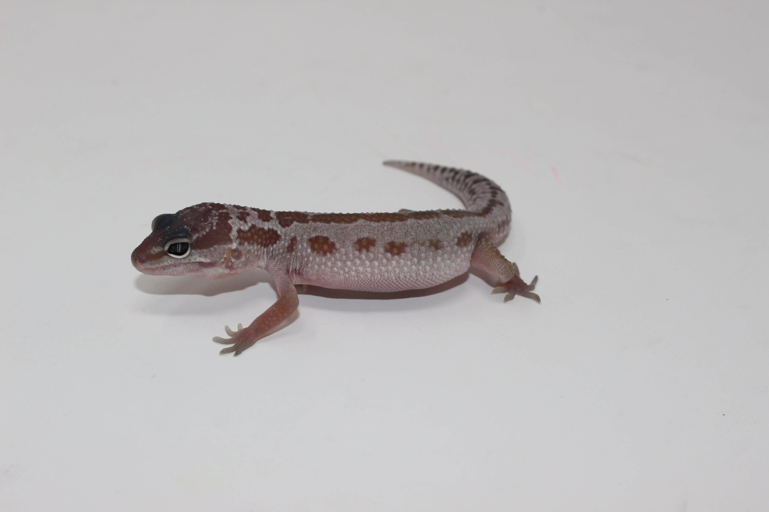 Mack Snow Leucistic Leopard Gecko Baby — image 2