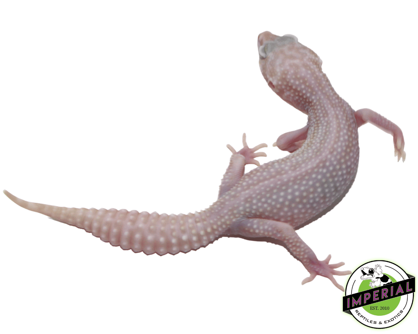 Mack Super Snow Albino Adult Female — image 2