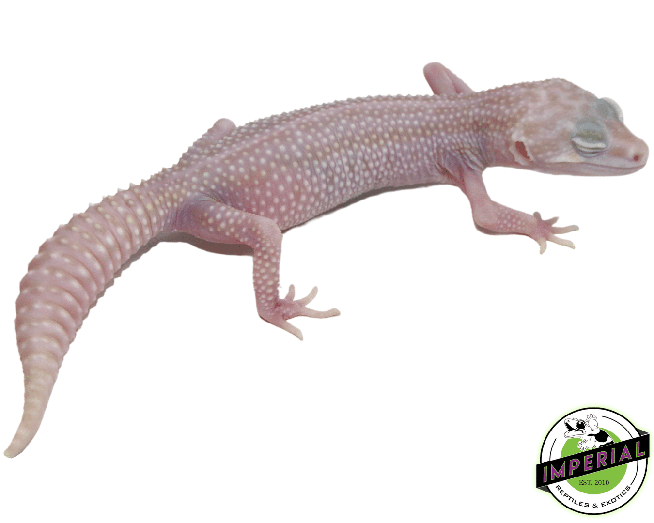 Mack Super Snow Albino Adult Female — image 3