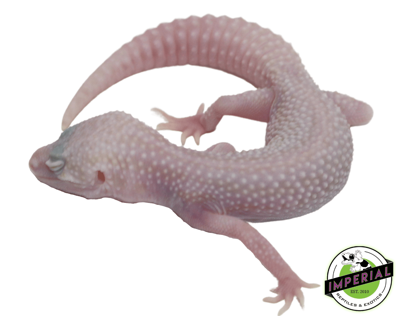 Mack Super Snow Albino Leopard Gecko Baby — image 2