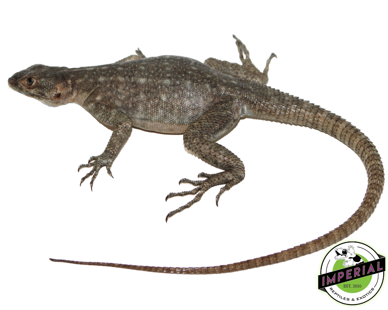 Madagascar Blue Iguana (Oplurus quadrimaculatus)