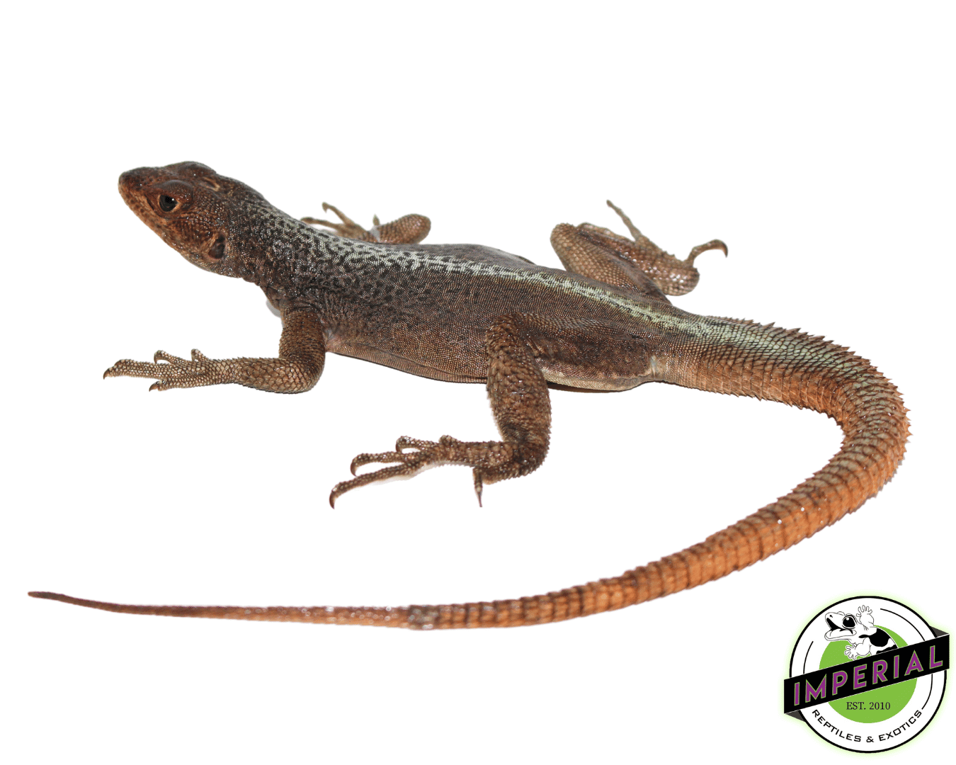Madagascar Fire Iguana (Oplurus grandidieri) — image 2