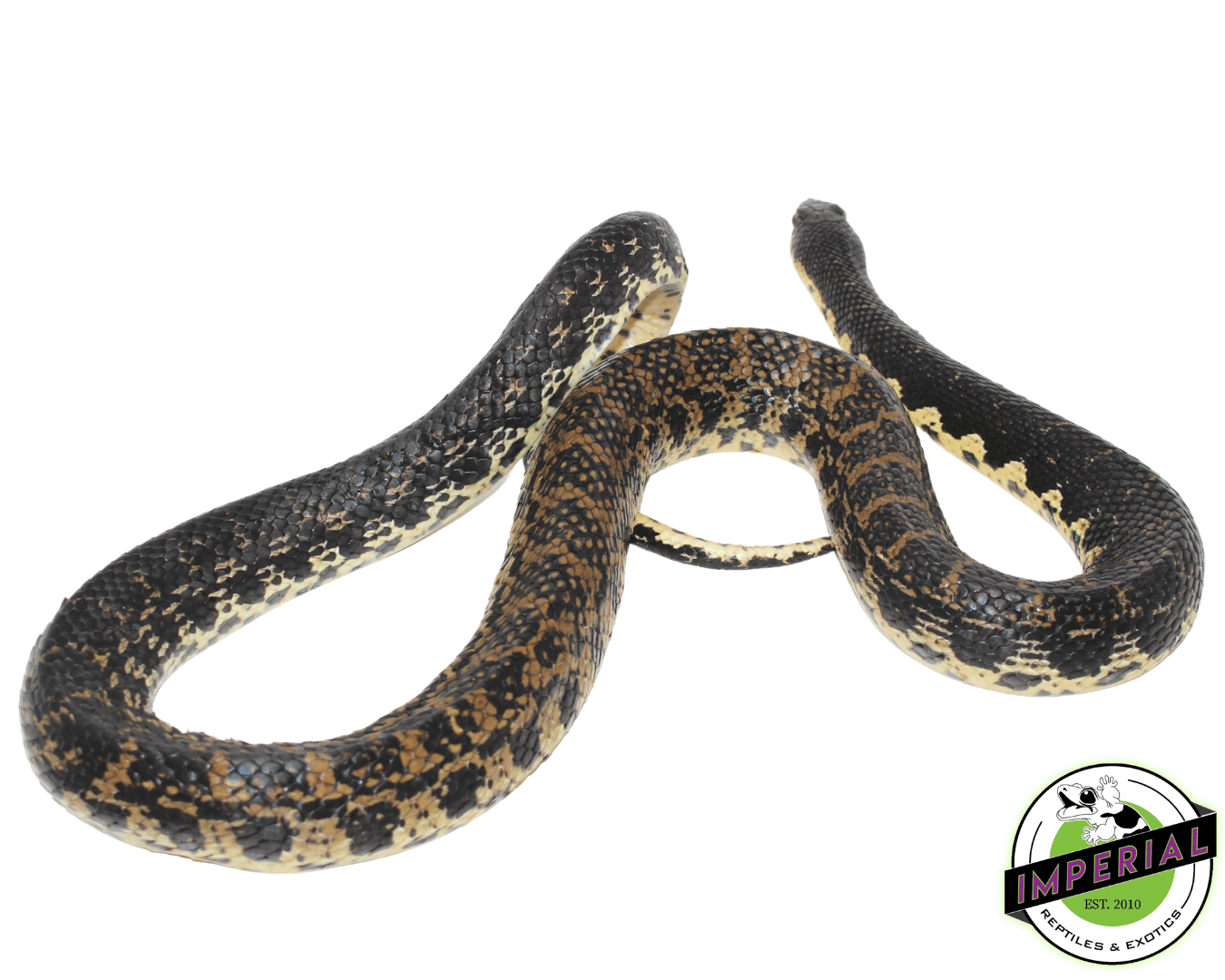 Madagascar Giant Hognose Snake — image 2
