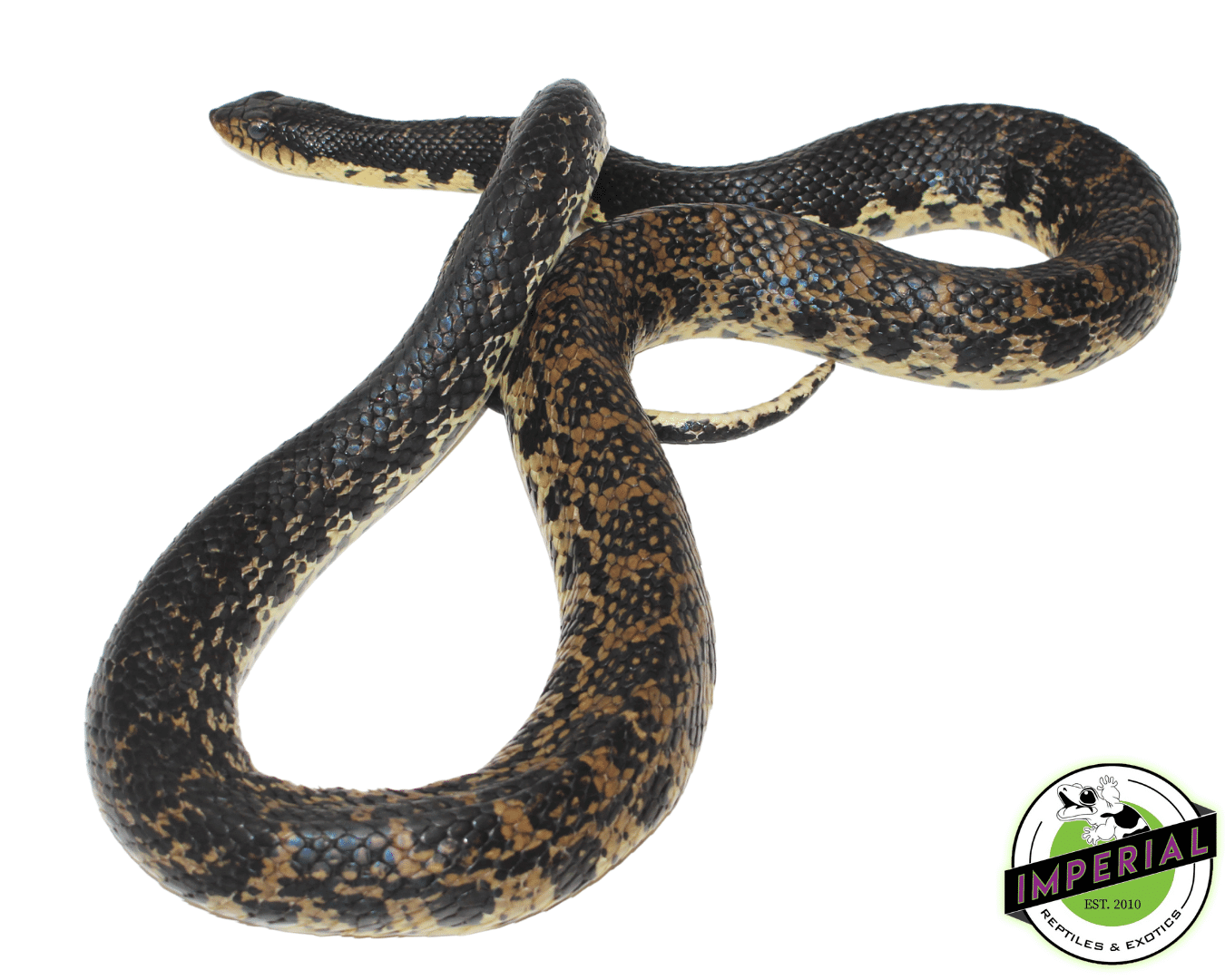 Madagascar Giant Hognose Snake — image 3
