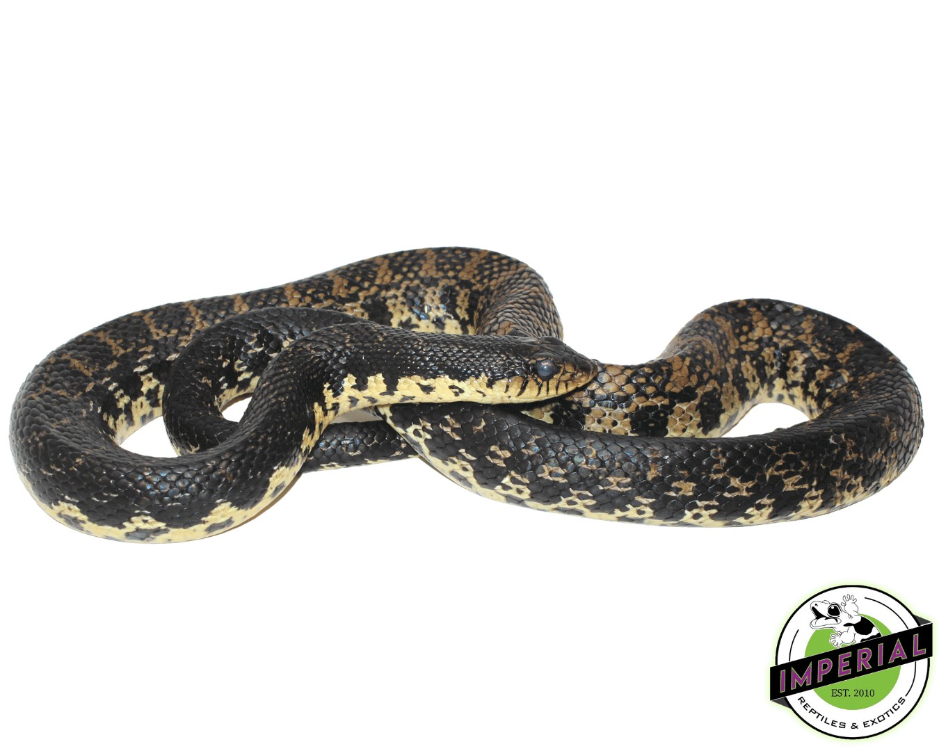 Madagascar Giant Hognose Snake