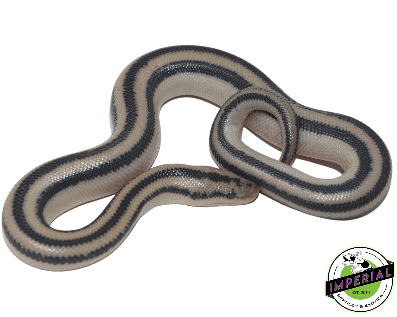 Magdalena Rosy Boa Baby