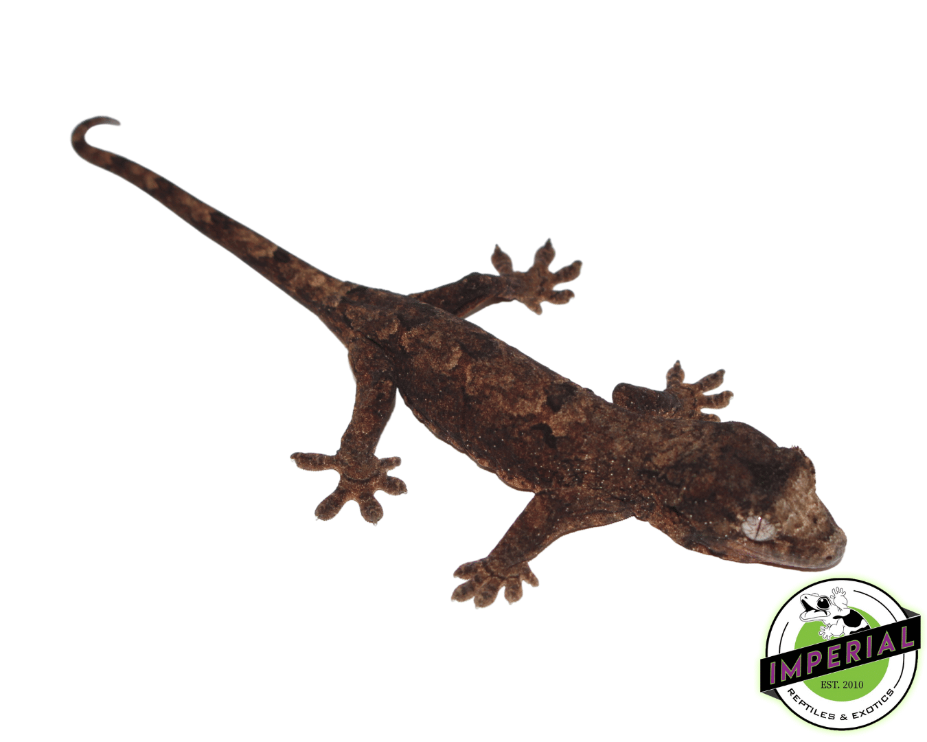 Mainland Chahoua Gecko Baby