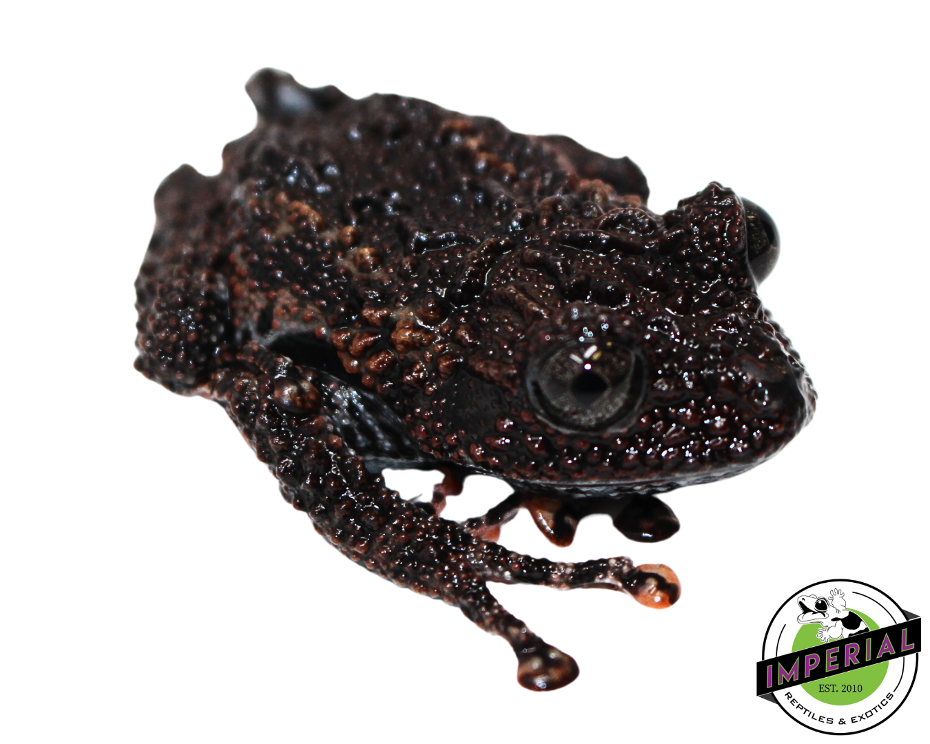 Malaya Bug Eyed Frog — image 2
