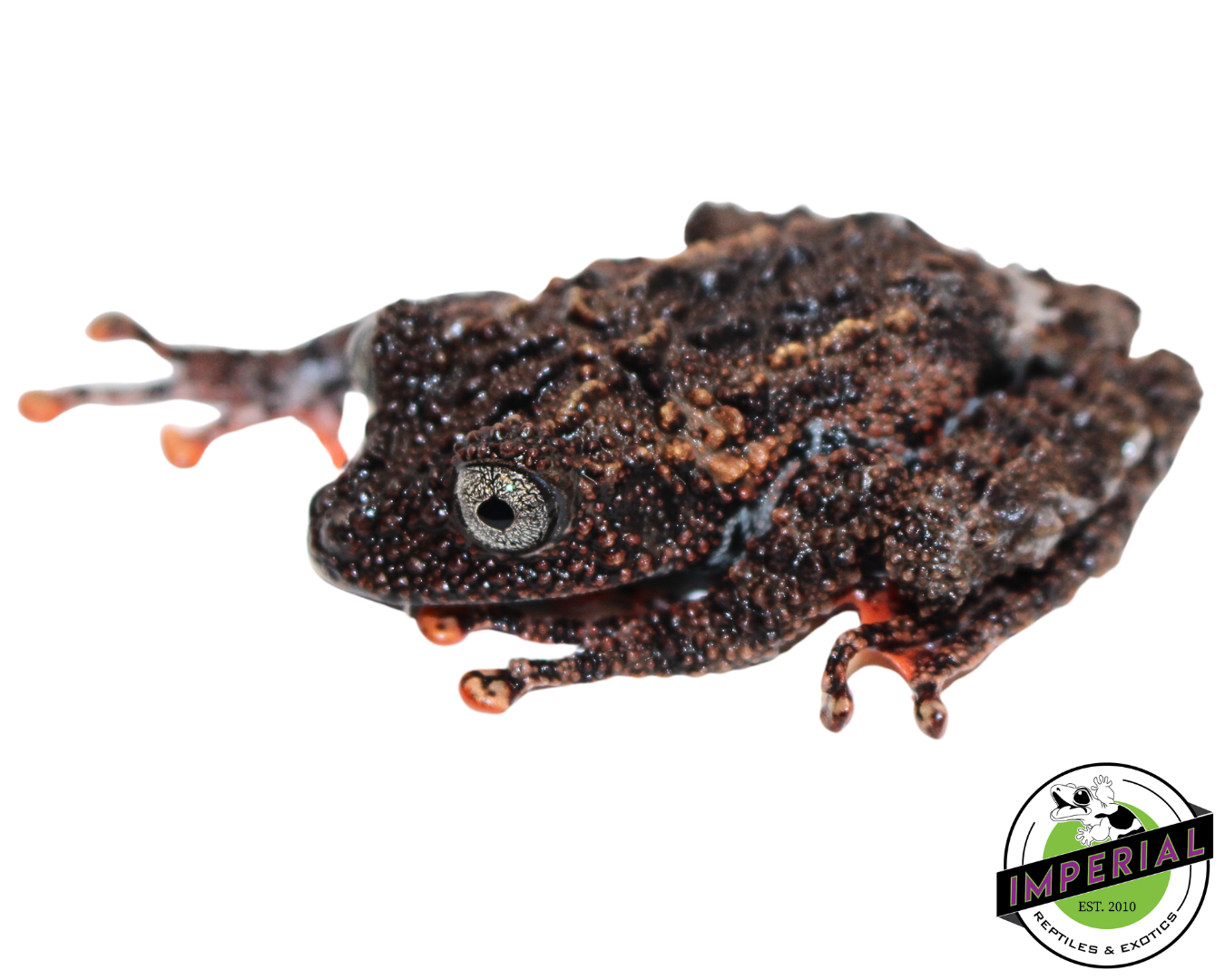 Malaya Bug Eyed Frog