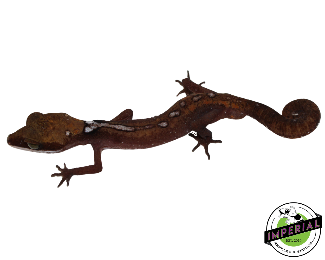 Malaysian Cat Gecko