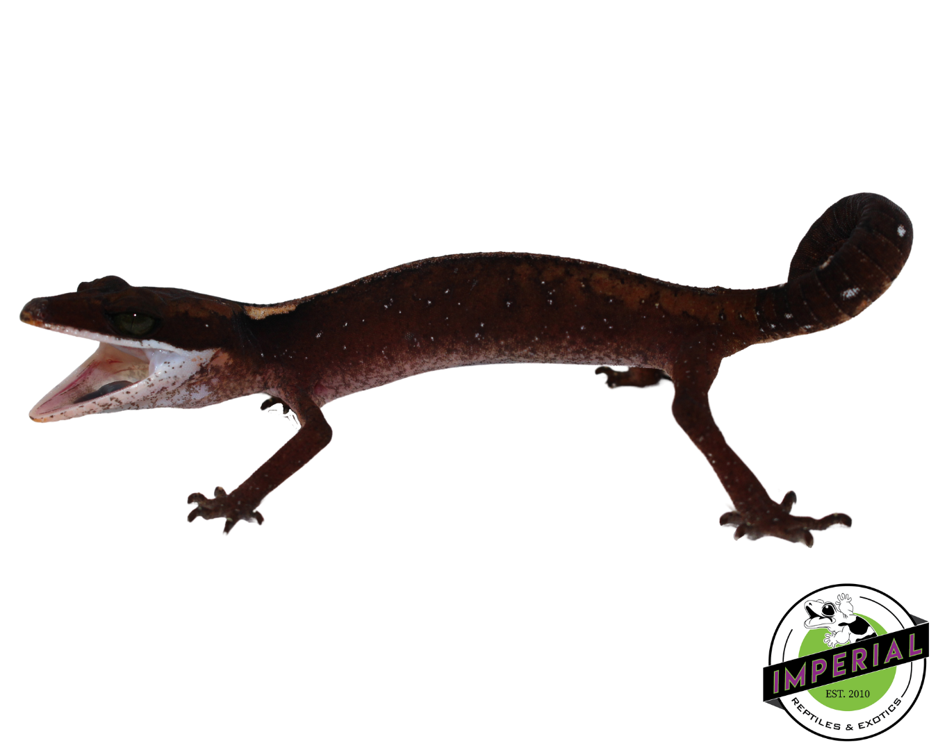 Malaysian Cat Gecko — image 2