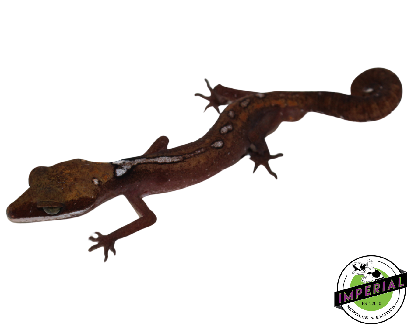 Malaysian Cat Gecko — image 3