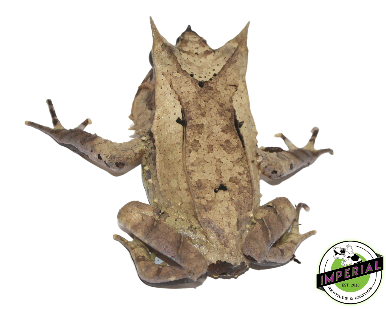 Malaysian Leaf Frog — image 3