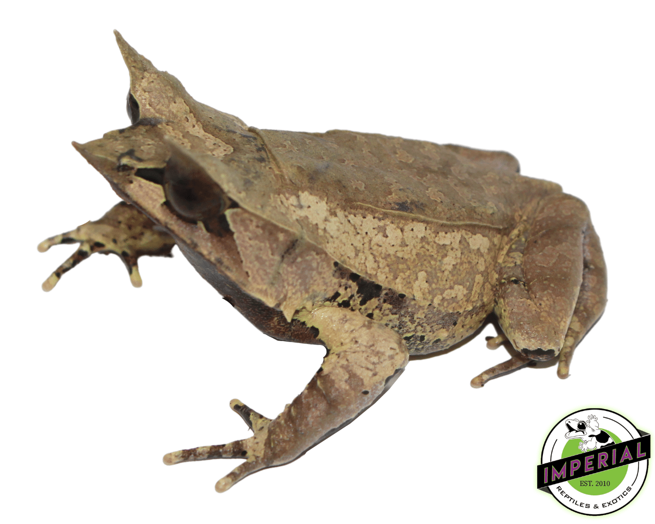 Malaysian Leaf Frog — image 2