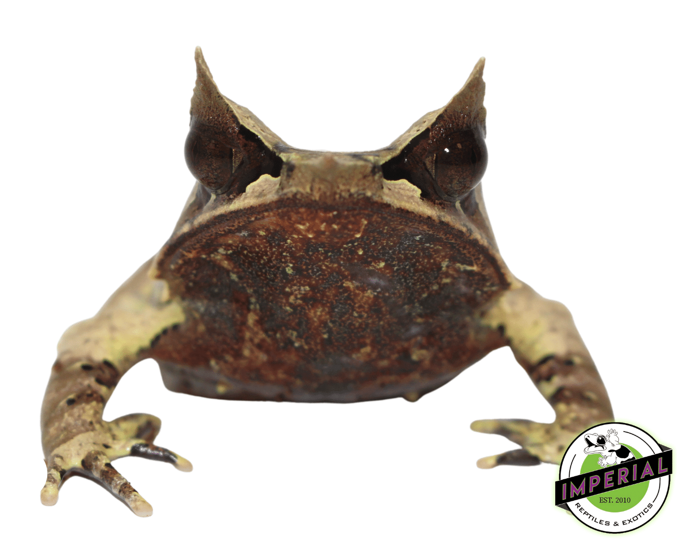 Malaysian Leaf Frog