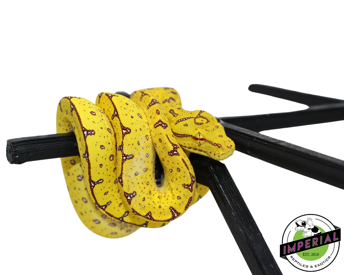 Manokwari Green Tree Python #33024-01 — image 2