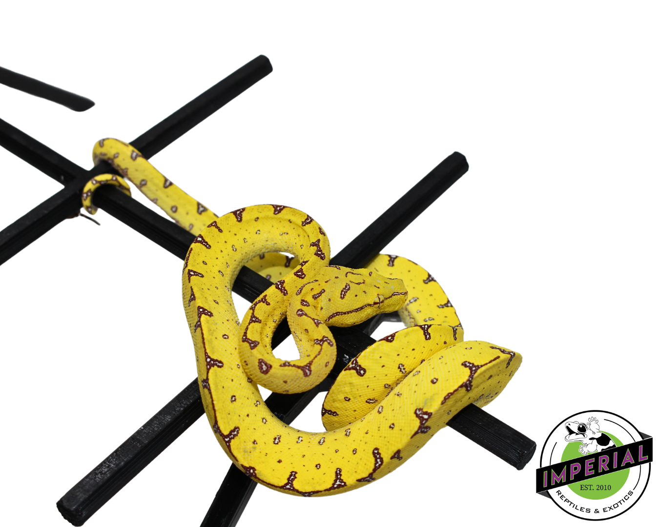 Manokwari Green Tree Python #33024-02