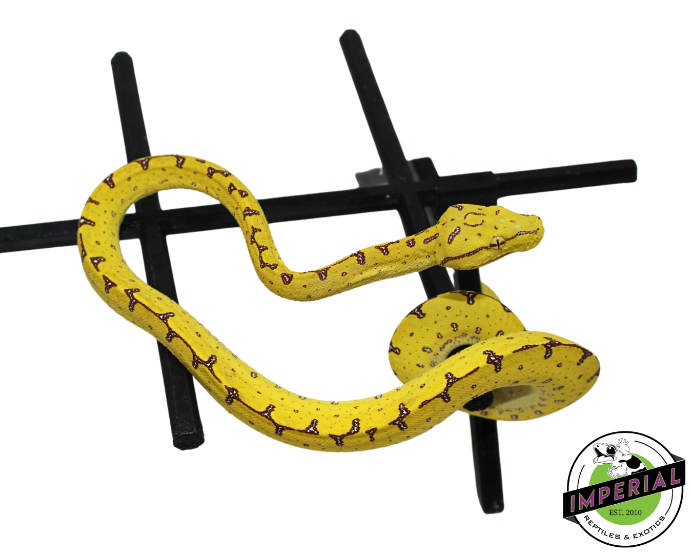 Manokwari Green Tree Python #33024-02 — image 2