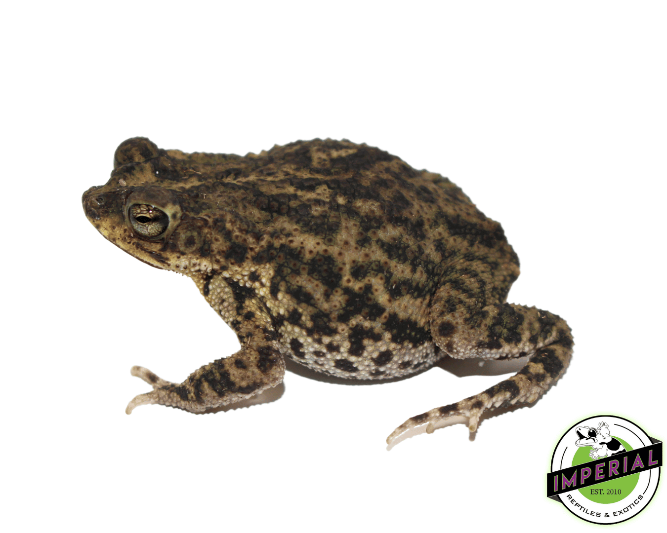 Marbled Toad — image 2