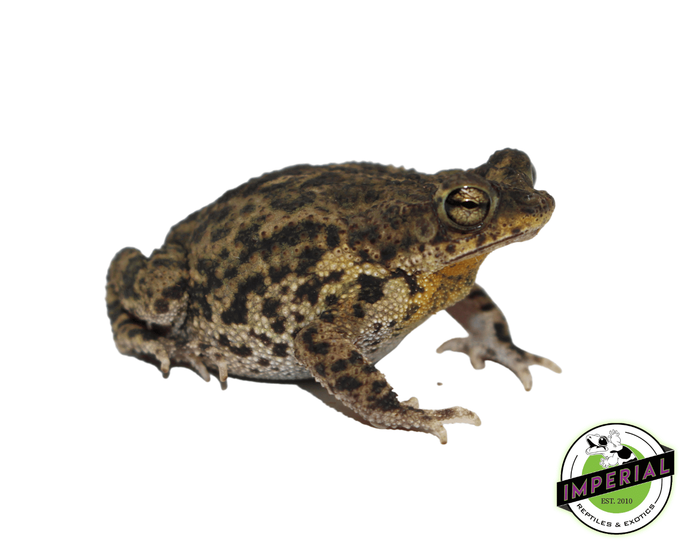 Marbled Toad