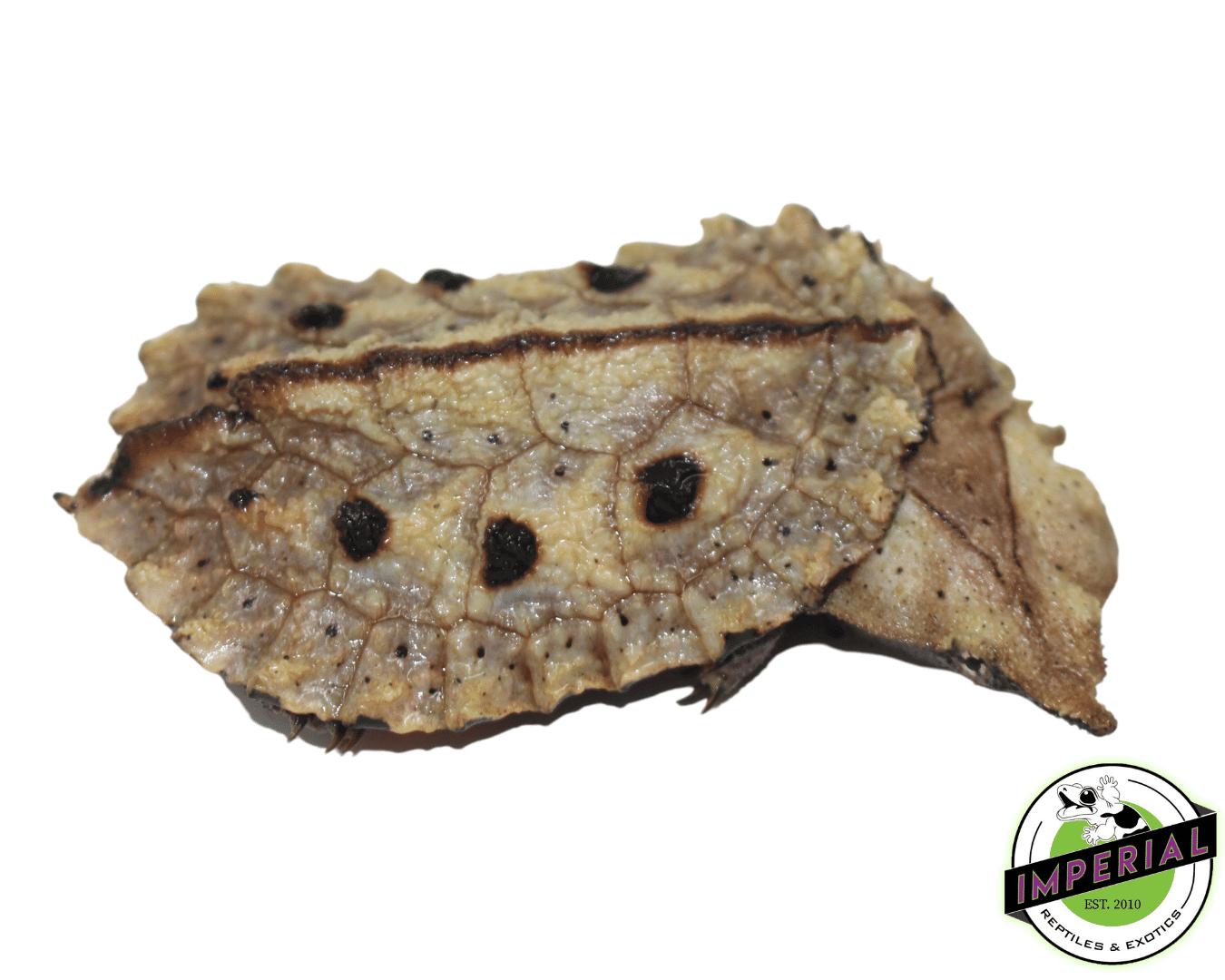 Mata Mata Turtle — image 3